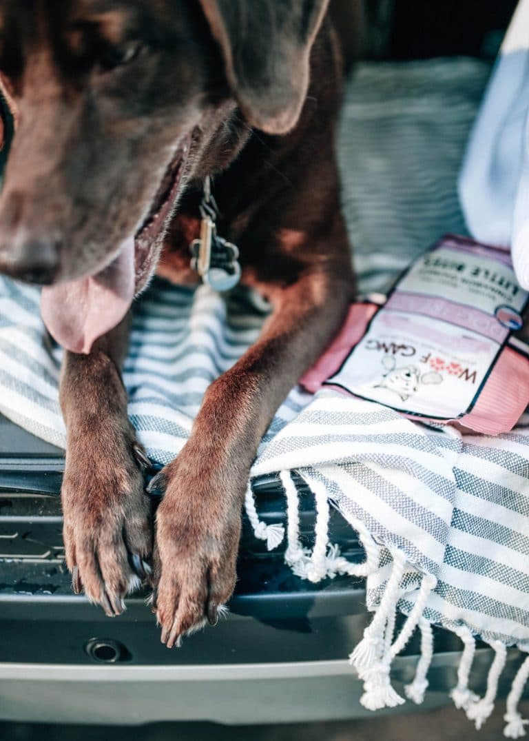 Saturday Adventures with Land Rover Cary Pretty in the Pines, North